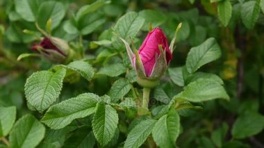 Pembe Gül Bud portre. Bir statik kamera video görüntüleri.