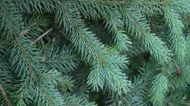 Genç hafif rüzgar esintiyle hareketli köknar ağacı dalı yeşil. Portre.