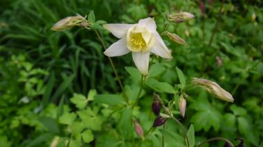 Çiçek Aquilegia vulgaris veya Rüzgar Avrupa Columbine