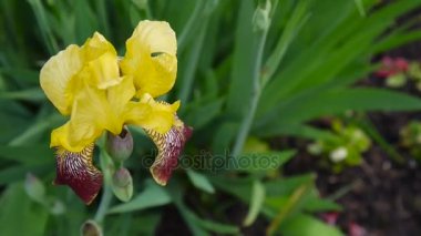 Sarı irise rüzgarla hareket. Video görüntüleri Hd statik kamera.