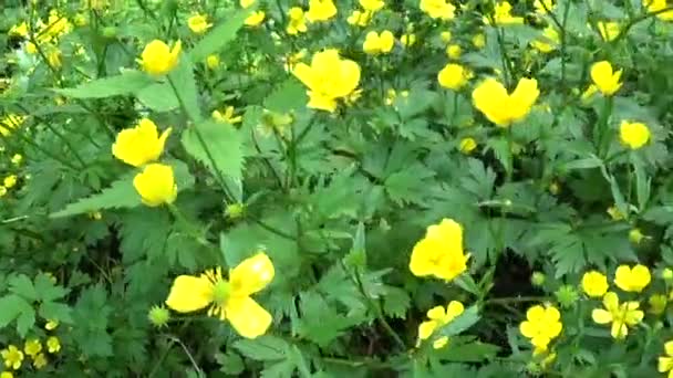 Kwitnący wiosna kwiat Jaskier bulwiasta jasny żółty. Fotografowania ruchu panorama z steadicam. — Wideo stockowe