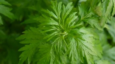 Artemisia vulgaris taze tıbbi bitki Hd
