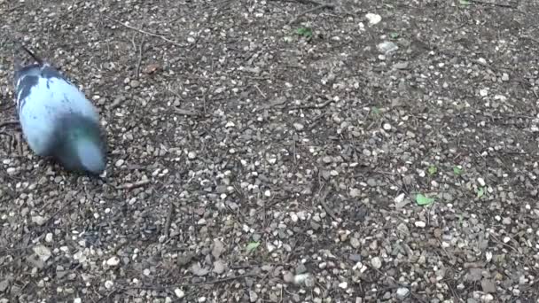 Pigeon Columba livia eats seeds of sunflower on the cobblestone sidewalk. Footage movie. — Stock Video