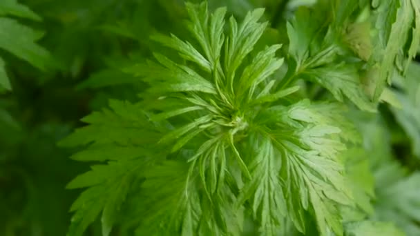 Artemisia vulgaris planta medicinal fresca HD — Vídeo de Stock