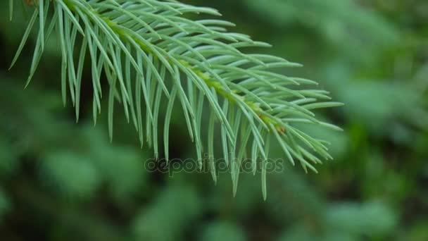 Jonge groene fir vertakking van de beslissingsstructuur verplaatsen in de lichte wind wind. Closeup. — Stockvideo