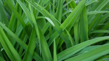 Yeşil çim makro güzel arka plan yaz. HD video görüntüleri 1920 x 1080 statik kamera.