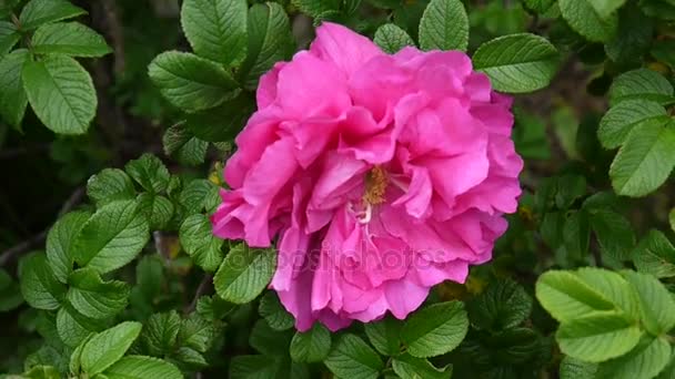 Rosa flor rosa closeup. Filmagem de vídeo por uma câmera estática . — Vídeo de Stock