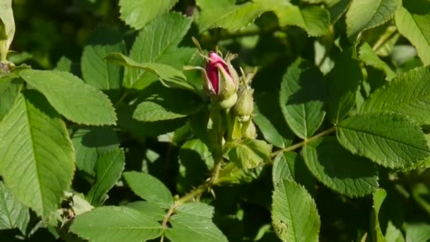 Pink wild rose bud closeup. Video footage by a static camera. — Stock Video