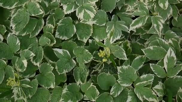 Aegopodium podagraria de deux couleurs herbe en été. Plante décorative. Goutweed panaché. Prise de vue statique. Vidéo HD des séquences . — Video