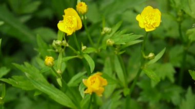 Bahar çiçek Düğünçiçeği soğanlı çiçek açan parlak sarı. Statik kamera çekim.