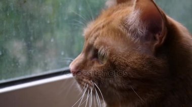 Şirin zencefil kedi evde pencerenin önünde.