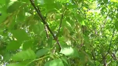 Kül ağaç çiçek ve meyve. Rüzgarda fraxinus exelsior ağacının dalları. Statik fotoğraf makinesinin çekim video Hd.