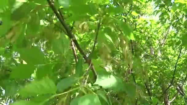 Цветы ясеня и фрукты. Ветви fraxinus exelsior дерева на ветру. Видео HD Съемка статической камеры . — стоковое видео