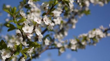 Çiçeği ağacı gökyüzü kiraz dal mavi gökyüzü arka plan. Statik kamera çekim.