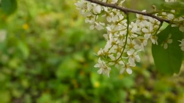 Çiçekli kuş kiraz bahar yakın çekim, dalları Rüzgar. Prunus padus. Video görüntüleri Hd statik kamera çekim..