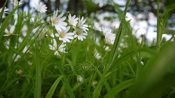 Wilde stellaria weiße Blüten, die im Wind schwingen. Frühling. Video mit statischer Kamera. — Stockvideo