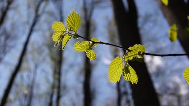 Brunch mit Haselnussbaum im Wald Makro. Videomaterial hd statische Kamera. — Stockvideo