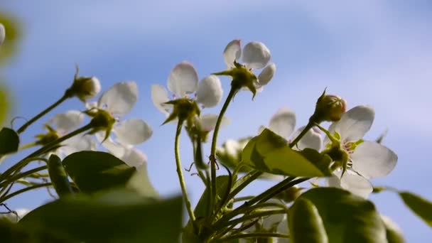 Blossom träd himlen cherry gren blå himmel bakgrund. Statisk kamera skytte. — Stockvideo