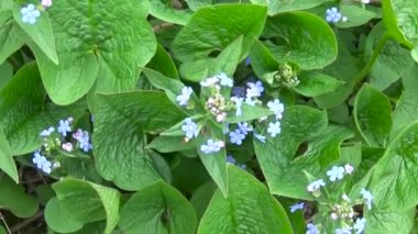Unutma orman mavi çiçek. Hodangiller. Myos tis. Steadicam ile çekim kamera hareketi. Bitkiler Panoraması.