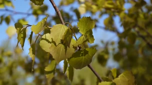 Fresh aspen leaves in spring tremble in the wind blue sky background. Populus tremula. Footage of shutting static camera. — Stock Video