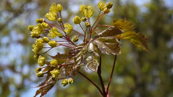 봄에 서의 개화 단풍 나무는 바람에 스윙의 아름 다운 젊은 녹색 분기 합니다. Acer platanoides입니다. 정적 카메라의 촬영. — 비디오
