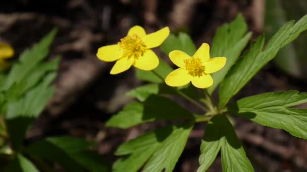 Video closeup of blooming yellow anemone in the spring in the forest. Footage static camera. — Stock Video
