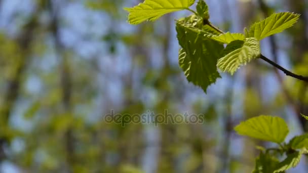 Brunch de árvore avelã na macro floresta. Imagens de vídeo HD câmera estática . — Vídeo de Stock