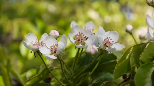 Fleurir arbre ciel cerisier branche fleurissant sur le vent. Images vidéo arrêtant la caméra statique . — Video