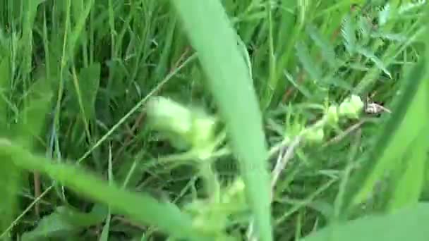 Grama verde no verão movimento de campo câmera subjetiva imagens de fechamento — Vídeo de Stock