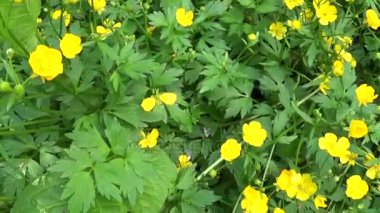 Bahar çiçek Düğünçiçeği soğanlı çiçek açan parlak sarı. Steadicam hareketlerle panorama çekim.