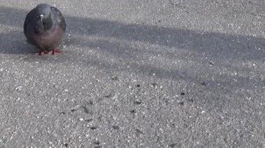 Güvercin Columba livia kaldırımda kalsın. Görüntüleri film.