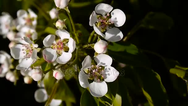 Blossom větev stromu sky třešňový kvetoucí na větru. Video záběry uzavírací statické kamery. — Stock video