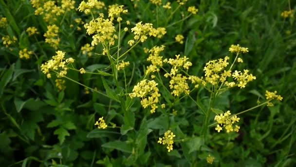 Žlutý květ ze znásilnění. Cress zima. Brassicaceae. Statické kamery. — Stock video