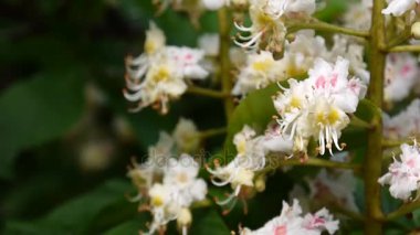 Bahar çiçek kestane ağacından. Statik bir fotoğraf makinesi ile video çekim.