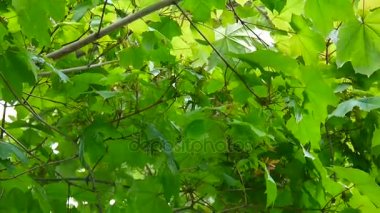Tohumlar üzerinde rüzgar ile akçaağaç dalı. Acer platanoides. HD video görüntüleri statik kamera çekim..