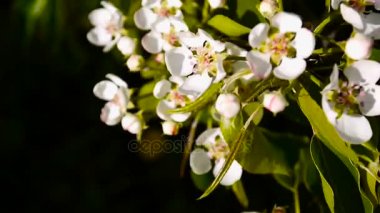 Çiçeği ağaç gökyüzü kiraz dal rüzgarla çiçeklenme. Video görüntüleri kapalı sabit kamera.