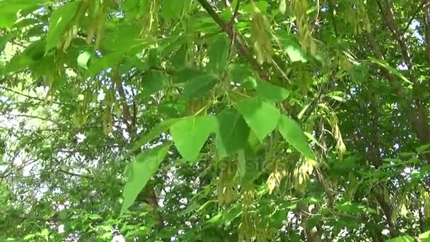 Ash Tree Flowers and fruits. Branches of fraxinus exelsior tree in the wind. Video HD Shooting of static camera. — Stock Video