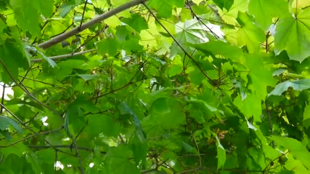 Ramo de bordo com sementes no vento. Acer platanoides. Filmagem de vídeo em HD de câmera estática . — Vídeo de Stock