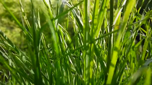 Krásné zelené trávě makro v létě na pozadí. Statická kamera HD video záznam 1920 x 1080. — Stock video