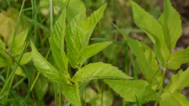 봄에 Aegopodium podagraria 잔디입니다. 약 야생 식물입니다. 잡 초입니다. 정적 카메라 카메라입니다. 젊은 녹색 잎. — 비디오