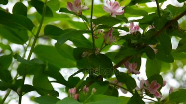 Hanımeli çiçek bahar sezonu dal