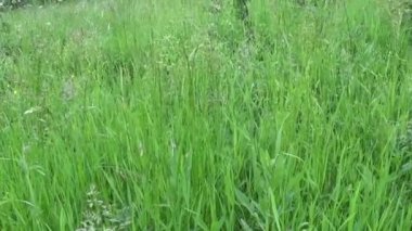 Yeşil çimen yaz alan hareket öznel kamera görüntüleri kapatma