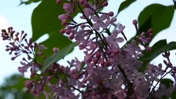 Bloeiende tak van Lila paars. Syringa vulgaris. Macro ontspruiten statische camera. Lichte zwaaiend in de wind. Bloeiende tak van Lila paars. Syringa vulgaris. Macro ontspruiten statische camera. — Stockvideo