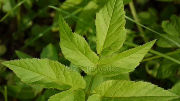 Hierba de Aegopodium podagraria en primavera. Planta silvestre medicinal. Hierba. Cámara estática. Hojas verdes jóvenes . — Vídeo de stock