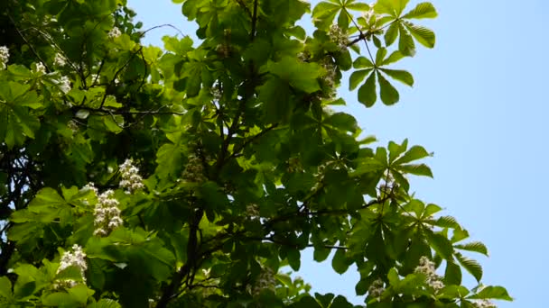 Marronnier en fleurs au printemps. La vidéo est filmée avec une caméra statique . — Video