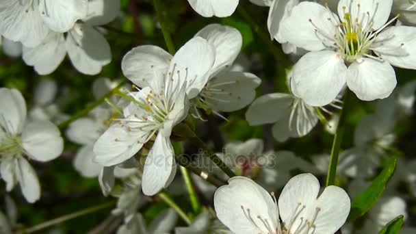 Flor árbol cielo cerezo rama floreciendo en el viento. Imágenes de vídeo que cierran la cámara estática . — Vídeos de Stock