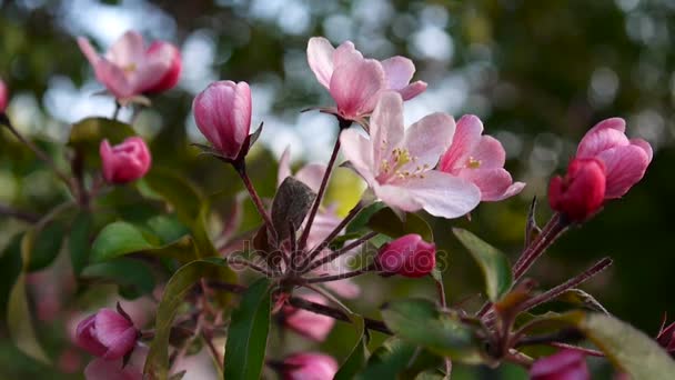 Schöner rosa blühender Apfelbaum auf Windfrühling im Garten. Statische Kamera. — Stockvideo