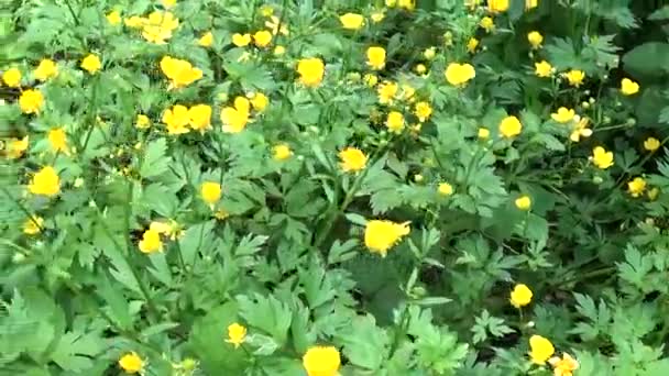 Jasně žluté kvetoucí Jarní květina Pryskyřník baňatý. Snímání pohybu panorama s steadicam. — Stock video