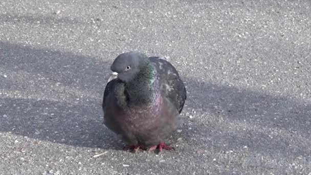 Pigeon Columba livia rester sur le trottoir. Film vidéo . — Video