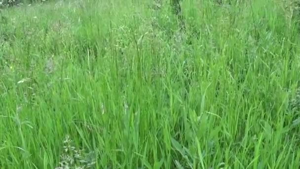 Green grass in summer field motion subjective camera shutting footage — Stock Video